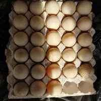 تخم اردک اسرائیلی نطفه دار