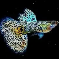 فروش انواع ماهی