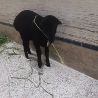 بره