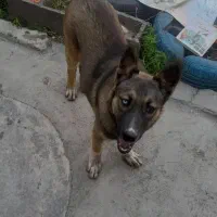 سگ ژرمن