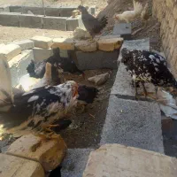 نیمچه گلین چهار ماهه