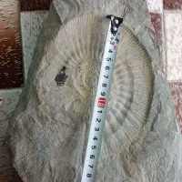 فسیل بزرگ کمیاب