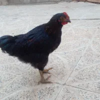 خروس کوردی