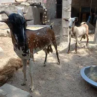 نری