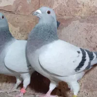 کبوتر مسافتی و موریس دلبر