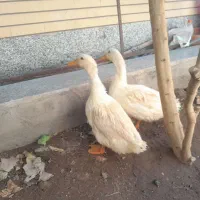 اردک