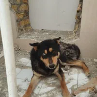 سگ هاسکی چشم رنگی