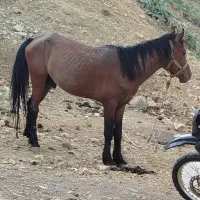 اسب