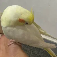 عروس هلندی نر معاوضه