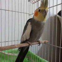 عروس هلندی آواز خون