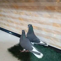 نروماده زاغ دمسفید کلکسیونی