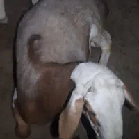 بره چاق یک ساله