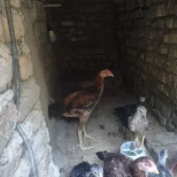 جوجه خروس لاری اصیل