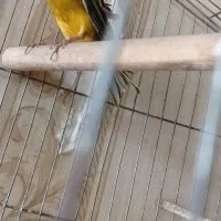قناری  نر ماده