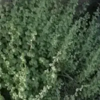 آویشن کوهی موجود