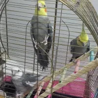 سه عدد عروس هلندی به همراه قفس‌‌‌.