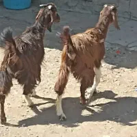 دو بزغاله ماده از نژاد در شیر