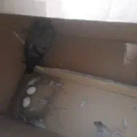 کبوتر و۲عدد تخم رایگان