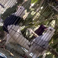 کفتر|پرنده|رودان, |دیوار