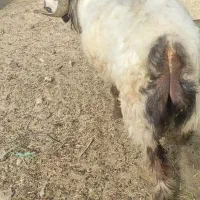 نرمیش چاق
