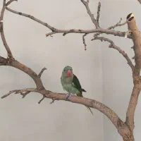 شاه طوطی