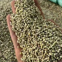 گشنیز