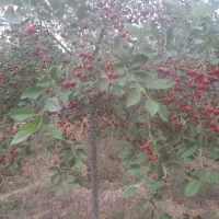 باغ۸۰۰مترسندار‌آب‌مدار‌درخت‌۵سال‌شاهنامه‌ماریان