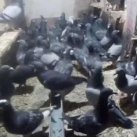45 عدد مسافتی نر و ماده تضمینی