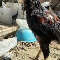 خروس لاری