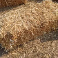 پرس گندم به مقداربیست وپنج هکتار