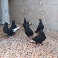 کبوتر دم سفید