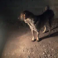 سگ بژدر