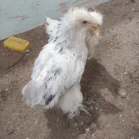 جوجه برهما لایت