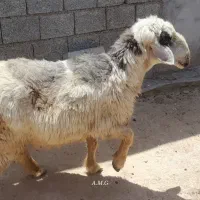 انواع دام زنده