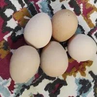 تخم مرغ شاخدار