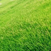 تیم چمپا درجه 1