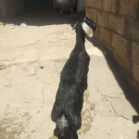 بره ماده خاص