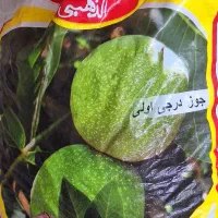 مغز گردو،گردوپوستی
