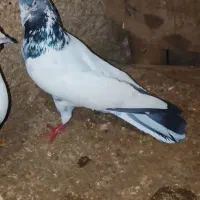 سلام گم شده پاکستانی نر چن روز پیش