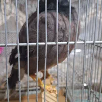 مرغ مینا سخنگو