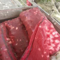 گونی جای سیب زمینی یا سیب پا درختی