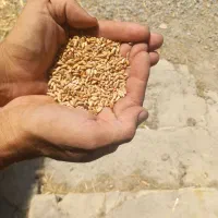 فروش بذر ترتیکاله