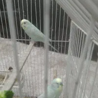 جفت مرغ عشق