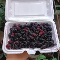 توت سیاه و سفید تازه