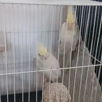 جفت عروس هلندی کارداده