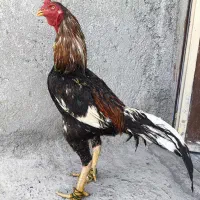 خروس