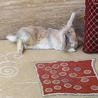 خرگوش ماده بالغ