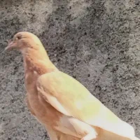 فروش کبوتر زرد تکخال
