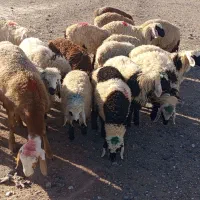 بره محلی