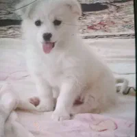 سگ پامرانین